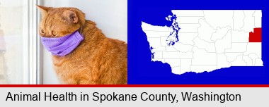 red cat wearing a purple medical mask; Spokane County highlighted in red on a map