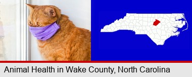 red cat wearing a purple medical mask; Wake County highlighted in red on a map