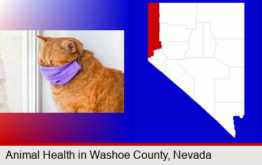 red cat wearing a purple medical mask; Washoe County highlighted in red on a map
