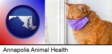 red cat wearing a purple medical mask in Annapolis, MD