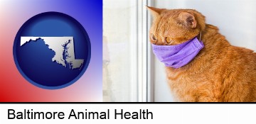 red cat wearing a purple medical mask in Baltimore, MD