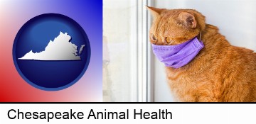 red cat wearing a purple medical mask in Chesapeake, VA