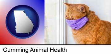 red cat wearing a purple medical mask in Cumming, GA
