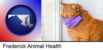 red cat wearing a purple medical mask in Frederick, MD