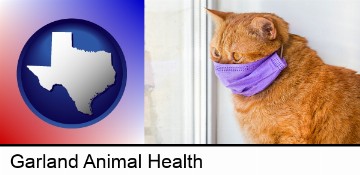 red cat wearing a purple medical mask in Garland, TX