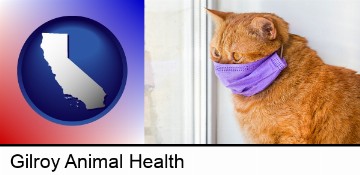red cat wearing a purple medical mask in Gilroy, CA