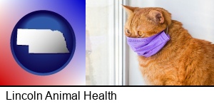 Lincoln, Nebraska - red cat wearing a purple medical mask