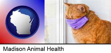 red cat wearing a purple medical mask in Madison, WI