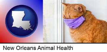 red cat wearing a purple medical mask in New Orleans, LA