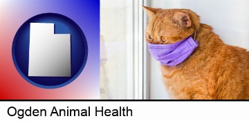 red cat wearing a purple medical mask in Ogden, UT