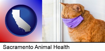 red cat wearing a purple medical mask in Sacramento, CA