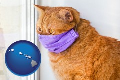 hawaii red cat wearing a purple medical mask
