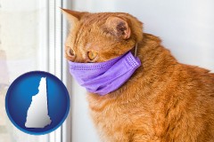 new-hampshire red cat wearing a purple medical mask