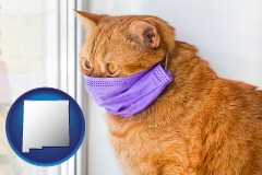 new-mexico red cat wearing a purple medical mask