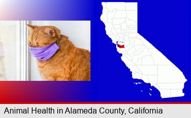 red cat wearing a purple medical mask; Alameda County highlighted in red on a map
