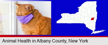 red cat wearing a purple medical mask; Albany County highlighted in red on a map