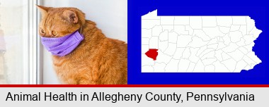 red cat wearing a purple medical mask; Allegheny County highlighted in red on a map