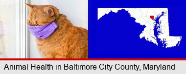 red cat wearing a purple medical mask; Baltimore City highlighted in red on a map