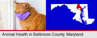 red cat wearing a purple medical mask; Baltimore County highlighted in red on a map