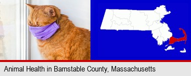red cat wearing a purple medical mask; Barnstable County highlighted in red on a map