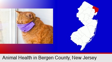 red cat wearing a purple medical mask; Bergen County highlighted in red on a map