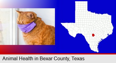 red cat wearing a purple medical mask; Bexar County highlighted in red on a map