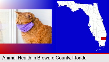 red cat wearing a purple medical mask; Broward County highlighted in red on a map