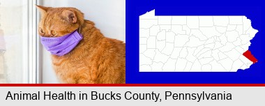 red cat wearing a purple medical mask; Bucks County highlighted in red on a map