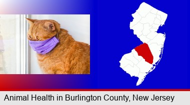 red cat wearing a purple medical mask; Burlington County highlighted in red on a map