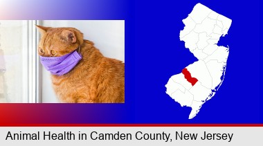 red cat wearing a purple medical mask; Camden County highlighted in red on a map