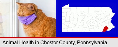 red cat wearing a purple medical mask; Chester County highlighted in red on a map