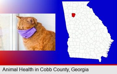 red cat wearing a purple medical mask; Cobb County highlighted in red on a map