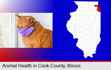 red cat wearing a purple medical mask; Cook County highlighted in red on a map