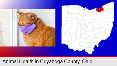 red cat wearing a purple medical mask; Cuyahoga County highlighted in red on a map