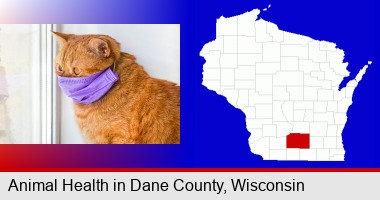 red cat wearing a purple medical mask; Dane County highlighted in red on a map