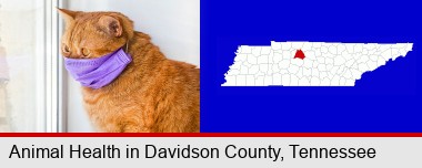 red cat wearing a purple medical mask; Davidson County highlighted in red on a map