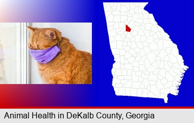 red cat wearing a purple medical mask; DeKalb County highlighted in red on a map