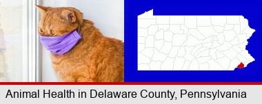 red cat wearing a purple medical mask; Delaware County highlighted in red on a map