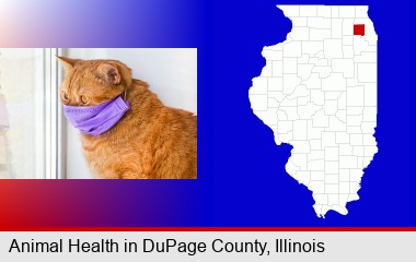red cat wearing a purple medical mask; DuPage County highlighted in red on a map
