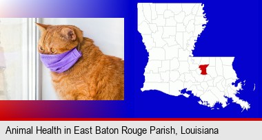 red cat wearing a purple medical mask; East Baton Rouge Parish highlighted in red on a map