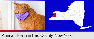 red cat wearing a purple medical mask; Erie County highlighted in red on a map