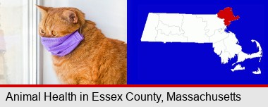 red cat wearing a purple medical mask; Essex County highlighted in red on a map