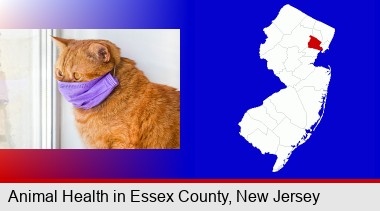 red cat wearing a purple medical mask; Essex County highlighted in red on a map