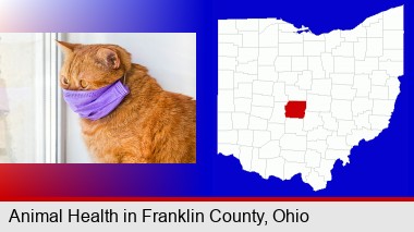 red cat wearing a purple medical mask; Franklin County highlighted in red on a map