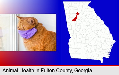 red cat wearing a purple medical mask; Fulton County highlighted in red on a map