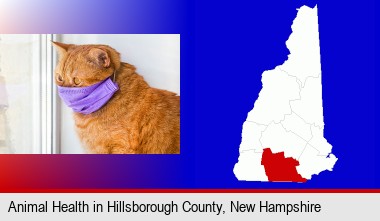 red cat wearing a purple medical mask; Hillsborough County highlighted in red on a map