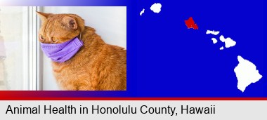 red cat wearing a purple medical mask; Honolulu County highlighted in red on a map
