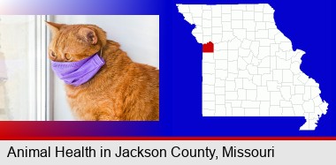 red cat wearing a purple medical mask; Jackson County highlighted in red on a map