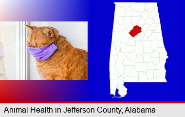 red cat wearing a purple medical mask; Jefferson County highlighted in red on a map