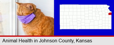 red cat wearing a purple medical mask; Johnson County highlighted in red on a map